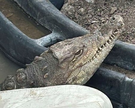 Истинският собственик: Кроки е Гена, гледах го от бебе, оставям го в зоопарка