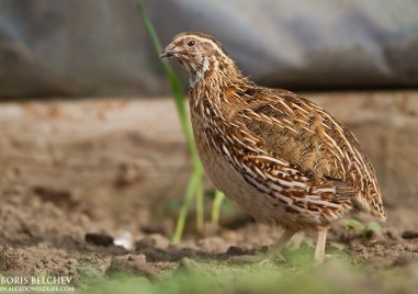 Днес се открива ловният сезон за отстрел на пъдпъдъци гургулици