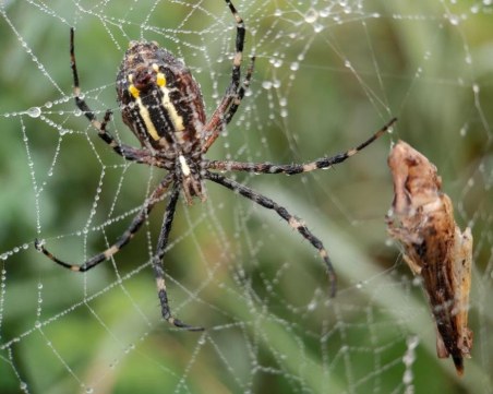 Големи тигрови паяци стряскат градинари и туристи у нас