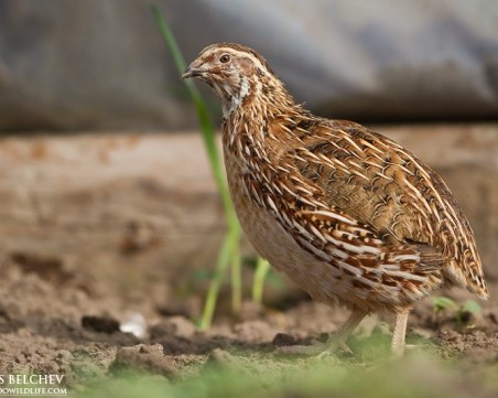 Започва ловният сезон за пернат дивеч