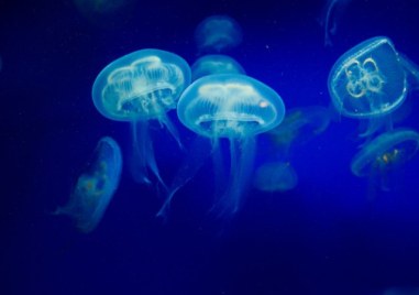 Медузите могат да бъдат използвани за разкриване на престъпления Това