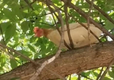 Необикновени врабчета обикалят из пловдивските улици шегуват се местните жители Прочетете