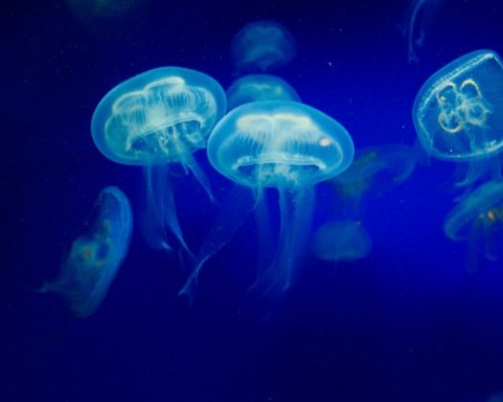 Медузите могат да бъдат използвани за разкриване на престъпления