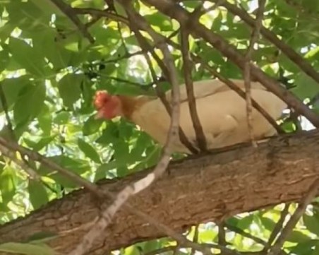 Необикновени 