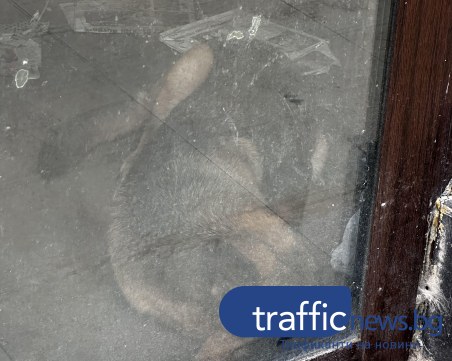 Пловдивчани скочиха срещу мъж заради тормоз над куче - смятат, че живее в ужасни условия