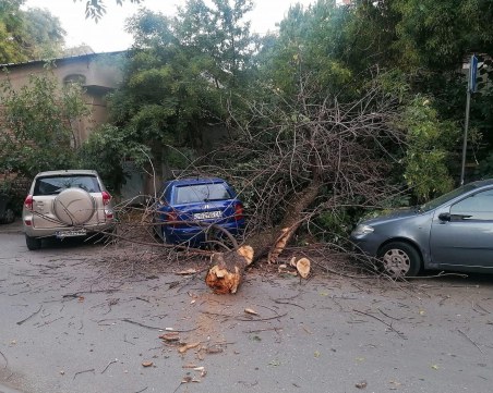 Клон се сторави върху коли в центъра на Пловдив