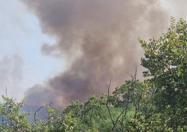 Пожар гори в борова гора на територията на Държавно горско