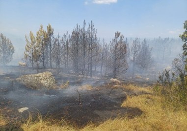 Турските пожарникари овладяха два големи горски пожара които горяха в