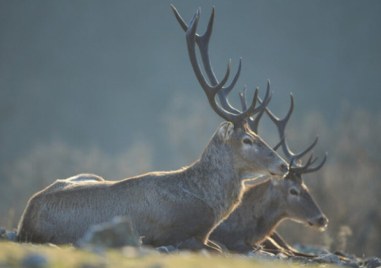 Варненски съдия е задържан за бракониерство в община Казанлък Той