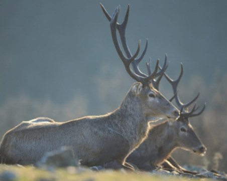 Задържаха съдия от Варна за бракониерство
