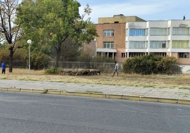 Куриозна гледка край един от ключовите булеварди на древния и