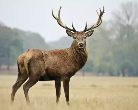Прокуратурата започва разследване на бракониера, който уби два благородни елена