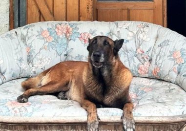 Желанието на покойния френски актьор Ален Делон домашното му куче