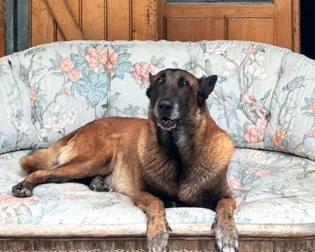 Децата на Ален Делон отказаха да изпълнят желанието му и да умъртвят кучето му