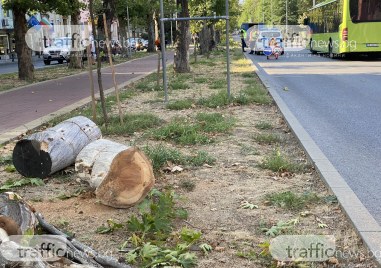 Стартира поетапна санитарна сеч на дърветата в Пловдив Екипи на