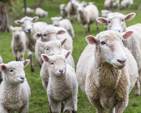 Поставиха под карантина стадата с овце в гръцката област Еврос