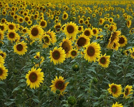 Ще скочи ли цената на олиото заради ниските добиви от слънчоглед?