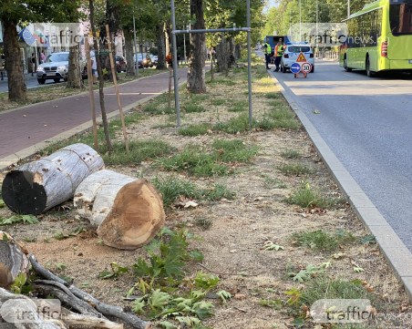 Стартира поетапна санитарна сеч на ключови локации в Пловдив, ограничават движението