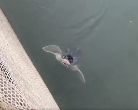 Спешни мерки срещу измирането на рибата в язовир 