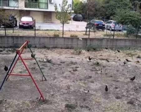 И това го има в Кючука!Кокошки нападнаха детска площадка