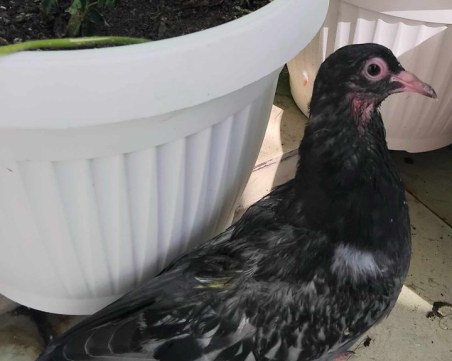 Пловдивчанка търси помощ за ранен гълъб