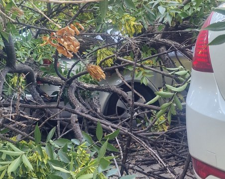 Огромен клон се стовари върху коли в Кючука