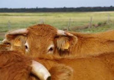 Вирусът на болестта син език е отрит на 1192 места в