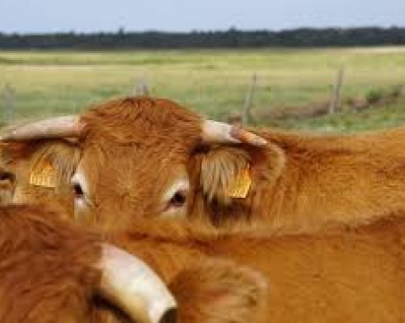 Случаите на 