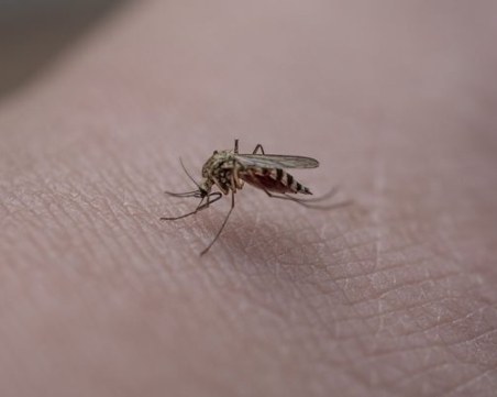 Два нови случая на западнонилска треска у нас