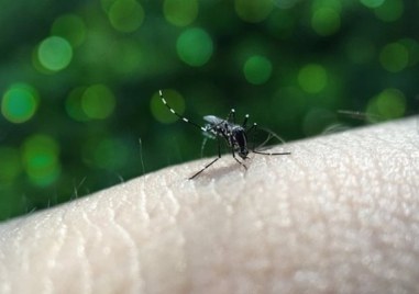 Първи жертви на западнонилска треска у нас Двама души са