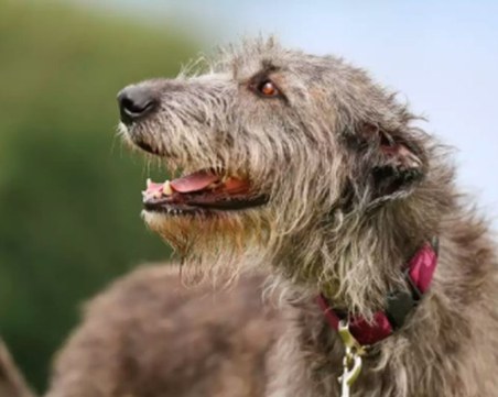 Ирландски вълкодав нападна куче и стопанина му в София