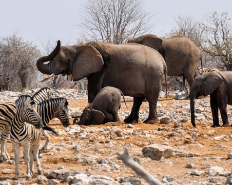 Намибия планира да убие повече от 700 диви животни: Сред тях слонове, зебри и хипопотами