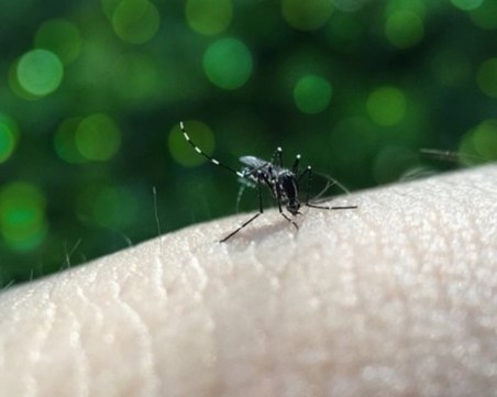 Първи жертви на западнонилска треска у нас