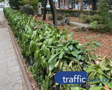 Зелен оазис в сърцето на Пловдив загива, ще вземат ли мерки „Градини и паркове”?