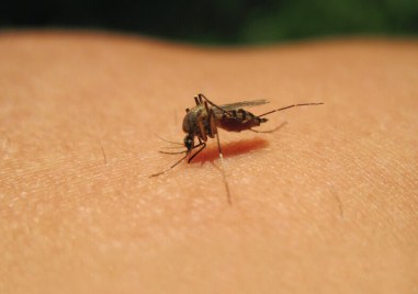 Четвърти потвърден случай на западнонилска треска у нас Това съобщиха от