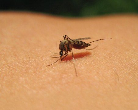Четвърти случай на западнонилска треска у нас