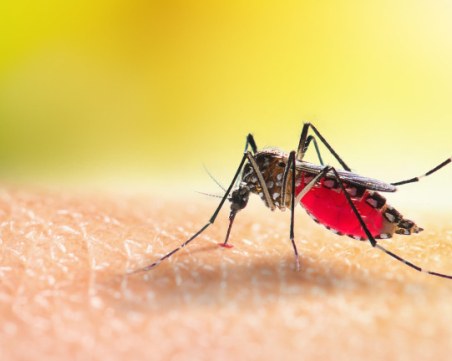 Как да се предпазим от вируса на западнонилската треска