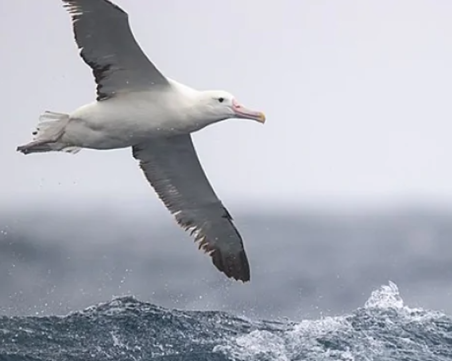 Мишки на отдалечен остров, които ядат албатроси живи, са осъдени на смърт чрез 