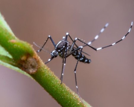 Проф. Христова: Няма как да избухне епидемия от Западнонилска треска