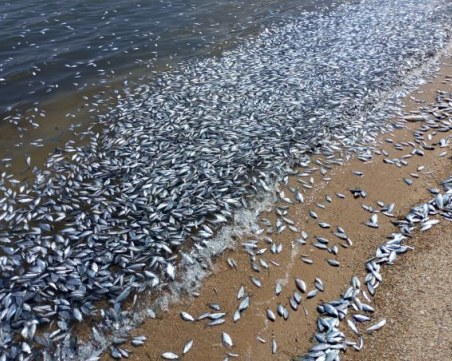 Бедствено положение във Волос: Всеки ден от морето се събират по 100 тона мъртва риба