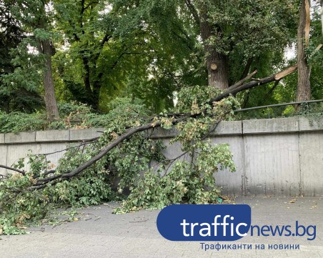 Голям клон се стовари на метри от спирка на градския транспорт в Пловдив