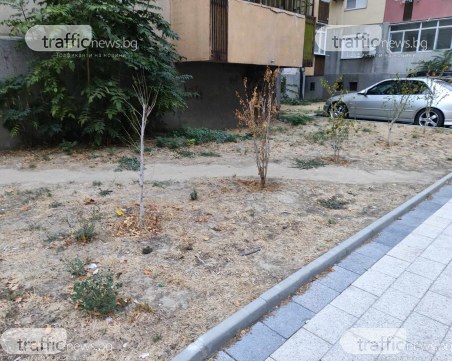 Оазиси за кратко: И милиони няма да стигнат на Пловдив за зеленина без най-важното условие