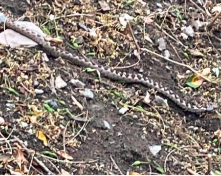 Aсеновградчани се натъкнаха на пепелянка край реката