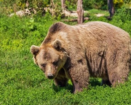 Откриха труп на застрашен вид мечка в парк 