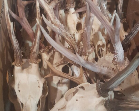 Задържаха 31 нерегистрирани ловни трофея от сръндак и благороден елен в Карловско