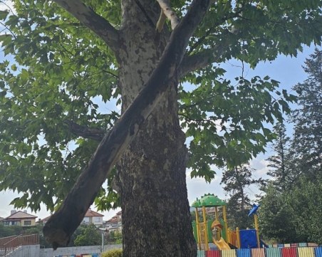 На метри от детска площадка: Клон едва не падна върху 7-месечно бебе в Панагюрище