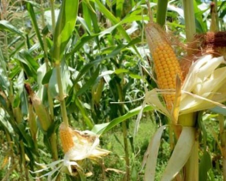 Земеделци: Не е имало толкова лоша реколта на царевица и слънчоглед от 10 години