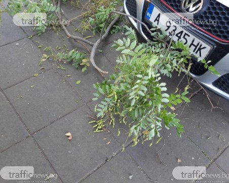 На косъм от инцидент: Клон падна на сантиметри от майка с количка в Кършияка