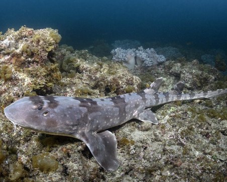 Природонаучният музей показва невиждани морски създания за първи път в Пловдив