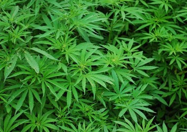 Двама мъже са задържани вчера в Свиленград за отглеждане на